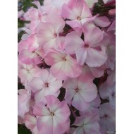 Флокс Phlox Цветущая Сакура